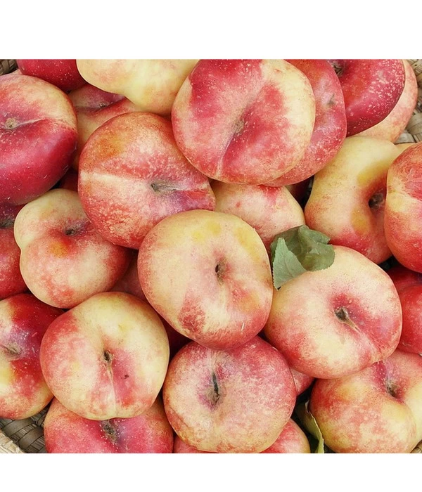 Tellernektarine 3 Tellernektarine