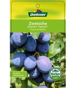 Zwetschge 'Kulinaria-Toptaste' 8 Zwetschge 'Kulinaria-Toptaste' -Pflanzenwelt Verkauf 7763881 ZwetscheKulinariaToptaste Etikett 1