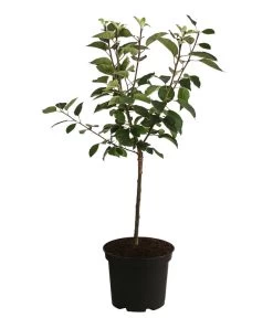 Apfel 'Vampira' 5 Apfel 'Vampira' -Pflanzenwelt Verkauf 7771470 WE FS 001 MalusVampiraRotfleischigerApfel