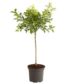 Rotfleischige Aprikose 'Violet' 5 Rotfleischige Aprikose 'Violet' -Pflanzenwelt Verkauf 7773070 PR FS 002 AprikoseVioletRotfleischig5LiterDehnerExpressHerzig