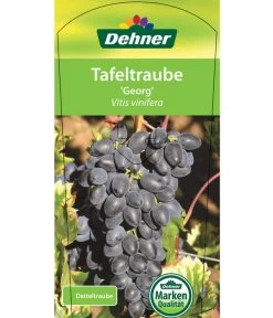 Tafeltraube 'Georg' 10 Tafeltraube 'Georg' -Pflanzenwelt Verkauf 7773575 TafeltraubeGeorg Etikett 1