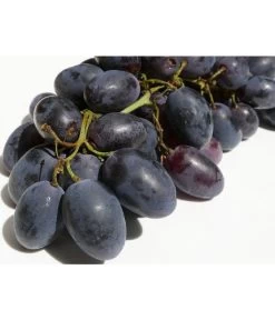 Tafeltraube 'Georg' 9 Tafeltraube 'Georg' -Pflanzenwelt Verkauf 7773575 WE DE 001 VitisWeinGeorgPixabay