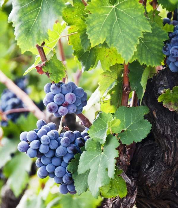 XXL Weinrebenstamm, Ca. 200-220 Cm, Verschiedene Sorten 5 XXL Weinrebenstamm, Ca. 200-220 Cm, Verschiedene Sorten – Bild 3