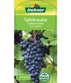 Tafeltraube 'Erdbeertraube' 8 Tafeltraube 'Erdbeertraube' -Pflanzenwelt Verkauf 7773708 TafeltraubeErdbeertraube Etkett 1