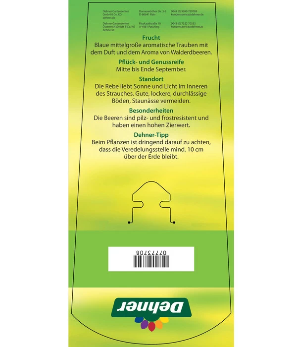 Tafeltraube 'Erdbeertraube' 6 Tafeltraube 'Erdbeertraube' – Bild 4