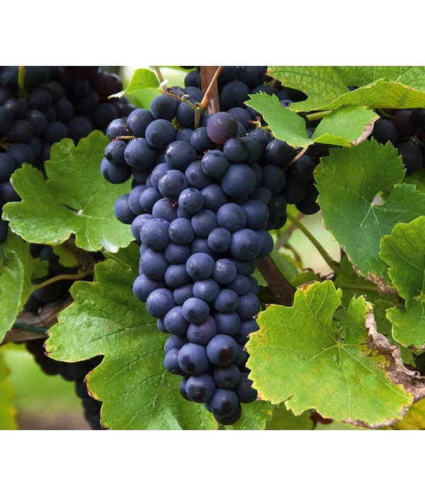 Tafeltraube 'Erdbeertraube' 3 Tafeltraube 'Erdbeertraube'