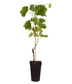 Tafeltraube 'Erdbeertraube' 7 Tafeltraube 'Erdbeertraube' -Pflanzenwelt Verkauf 7773708 WE FS 001 VitisViniferaWeinErdbeertraube3LiterDehnerExpressZS