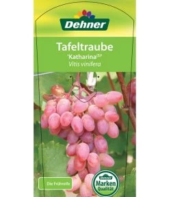 Tafeltraube 'Katharina' 9 Tafeltraube 'Katharina' -Pflanzenwelt Verkauf 7773716 TafeltraubeKatharina Etikett 1
