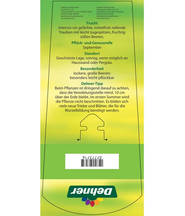 Tafeltraube 'Katharina' 6 Tafeltraube 'Katharina' – Bild 4