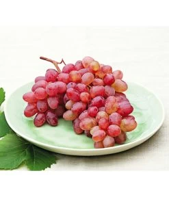 Tafeltraube 'Katharina' 11 Tafeltraube 'Katharina' -Pflanzenwelt Verkauf 7773716 WE MO 001 WeinKatharina