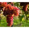 Tafeltraube 'Katharina' 1 Tafeltraube 'Katharina' -Pflanzenwelt Verkauf 7773716 WE MO 002 TraubeKatharina