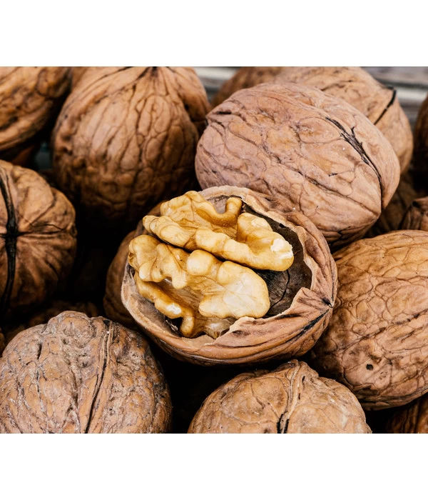 Moselaner Walnuss Klon 120 3 Moselaner Walnuss Klon 120