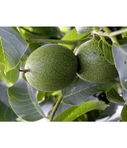 Moselaner Walnuss Klon 120 7 Moselaner Walnuss Klon 120 -Pflanzenwelt Verkauf 7776800 WE DE GeisenheimerWalnussKlon120Pixabay