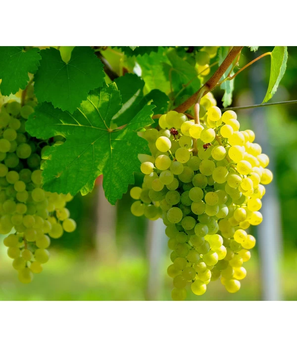 Tafeltraube 'Lakemont' 3 Tafeltraube 'Lakemont'