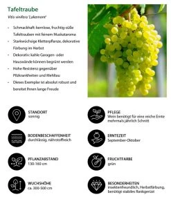 Tafeltraube 'Lakemont' 7 Tafeltraube 'Lakemont' -Pflanzenwelt Verkauf 7778772 WE IG 001 TafeltraubeVitisviniferaLakemont