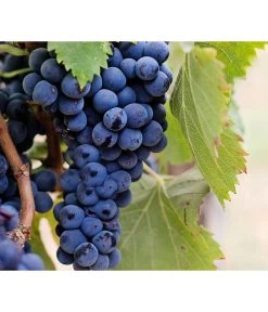 Dehner Gourmet Garten Tafeltraube 'Muscat Blue' -Pflanzenwelt Verkauf 7779101 PR DE 002 VitisWeintraubenMuscatBleuPixabay