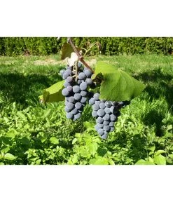 Dehner Gourmet Garten Tafeltraube 'Muscat Blue' -Pflanzenwelt Verkauf 7779101 WE DE 002 WeintraubeBlauerMuskatellerPixabay