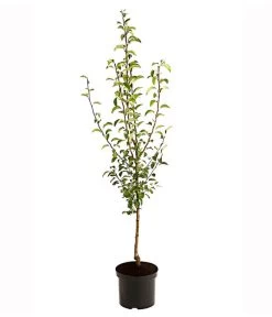 Birnen-Duo 'Williams Christ/Vereinsdechant' 5 Birnen-Duo 'Williams Christ/Vereinsdechant' -Pflanzenwelt Verkauf 7780778 PR FS 001 BirnenDuoWilliamsChristVereinsdechant95LiterDehnerExpressHerzig