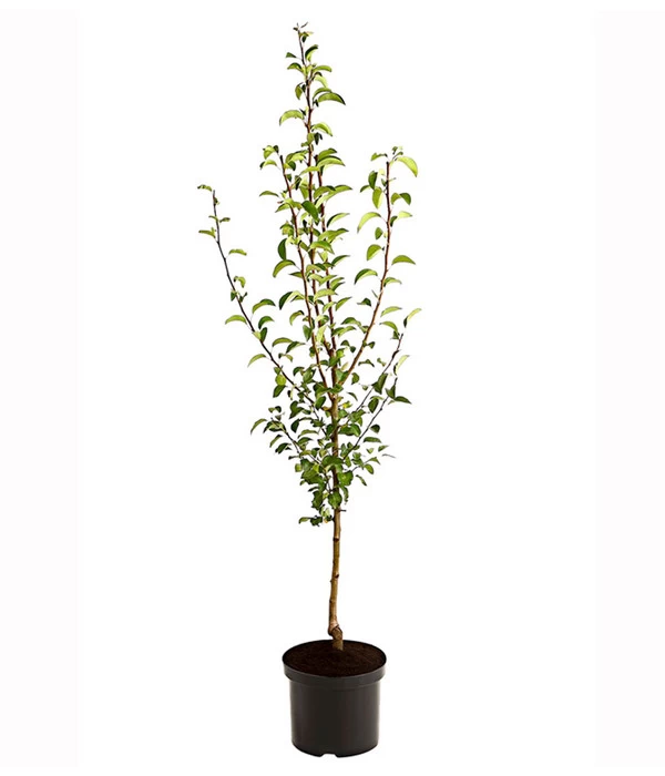 Birnen-Duo 'Williams Christ/Vereinsdechant' 4 Birnen-Duo 'Williams Christ/Vereinsdechant' – Bild 2