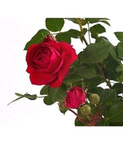 ADR-Rosen -Pflanzenwelt Verkauf 7800055 PR DE 001 RosenInSortenHuckfeldt4LiterFlowercircusBeetroseDehnerExpressHerzig