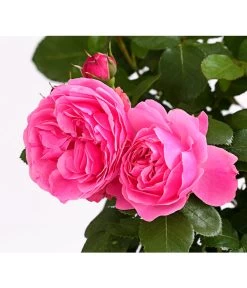 ADR-Rosen -Pflanzenwelt Verkauf 7800055 PR DE 001 RosenInSortenHuckfeldt4LiterLeonardoDaVinciBeetroseDehnerExpressHerzig