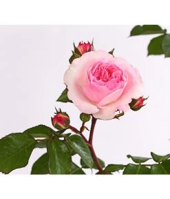 ADR-Rosen -Pflanzenwelt Verkauf 7800055 PR DE 001 RosenInSortenHuckfeldt4LiterMariatheresiaBeetroseDehnerExpressHerzig