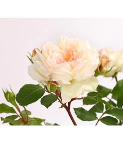 ADR-Rosen -Pflanzenwelt Verkauf 7800055 PR DE 001 RosenInSortenHuckfeldt4LiterStephanieBaroninZuGuttenbergBeetroseDehnerExpressHerzig