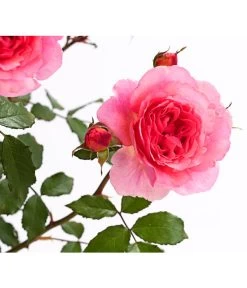 ADR-Rosen -Pflanzenwelt Verkauf 7800055 PR DE 001 RosenInSortenHuckfeldt4LiterVaneroBeetroseDehnerExpressHerzig