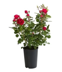 ADR-Rosen -Pflanzenwelt Verkauf 7800055 PR FS 001 RosenInSortenHuckfeldt4LiterFlowercircusBeetroseDehnerExpressHerzig