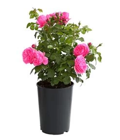 ADR-Rosen -Pflanzenwelt Verkauf 7800055 PR FS 001 RosenInSortenHuckfeldt4LiterLeonardoDaVinciBeetroseDehnerExpressHerzig