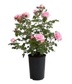 ADR-Rosen -Pflanzenwelt Verkauf 7800055 PR FS 001 RosenInSortenHuckfeldt4LiterMariatheresiaBeetroseDehnerExpressHerzig