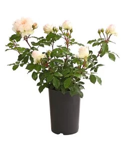 ADR-Rosen -Pflanzenwelt Verkauf 7800055 PR FS 001 RosenInSortenHuckfeldt4LiterStephanieBaroninZuGuttenbergBeetroseDehnerExpressHerzig