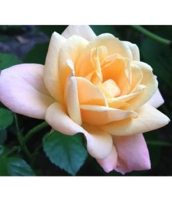 ADR-Rosen -Pflanzenwelt Verkauf 7800055 PR FS 002 RosenPixabay