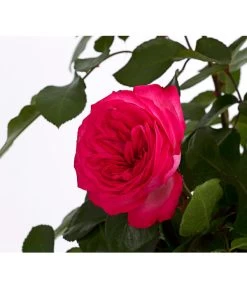 Kletterrosen, Verschiedene Sorten -Pflanzenwelt Verkauf 7800071 PR DE 001 RosenInSortenKletter7LiterKletterroseAntikeDehnerExpressHerzig