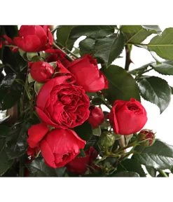 Kletterrosen, Verschiedene Sorten -Pflanzenwelt Verkauf 7800071 PR DE 001 RosenInSortenKletter7LiterKletterroseFlorentinaDehnerExpressHerzig