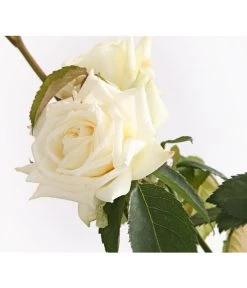 Kletterrosen, Verschiedene Sorten -Pflanzenwelt Verkauf 7800071 PR DE 001 RosenInSortenKletter7LiterKletterroseIlseKrohnDehnerExpressHerzig