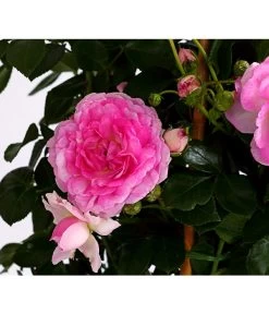 Kletterrosen, Verschiedene Sorten