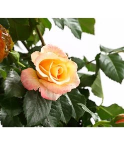 Pflanzenwelt Verkauf -Pflanzenwelt Verkauf 7800071 PR DE 001 RosenInSortenKletter7LiterKletterroseMoonlightDehnerExpressHerzig