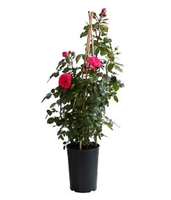 Kletterrosen, Verschiedene Sorten -Pflanzenwelt Verkauf 7800071 PR FS 001 RosenInSortenKletter7LiterKletterroseAntikeDehnerExpressHerzig