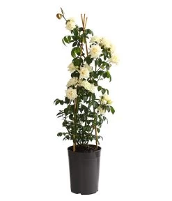 Kletterrosen, Verschiedene Sorten -Pflanzenwelt Verkauf 7800071 PR FS 001 RosenInSortenKletter7LiterKletterroseIlseKrohnDehnerExpressHerzig