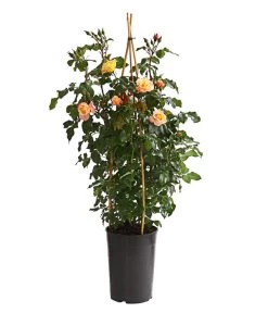 Kletterrosen, Verschiedene Sorten -Pflanzenwelt Verkauf 7800071 PR FS 001 RosenInSortenKletter7LiterKletterroseMoonlightDehnerExpressHerzig