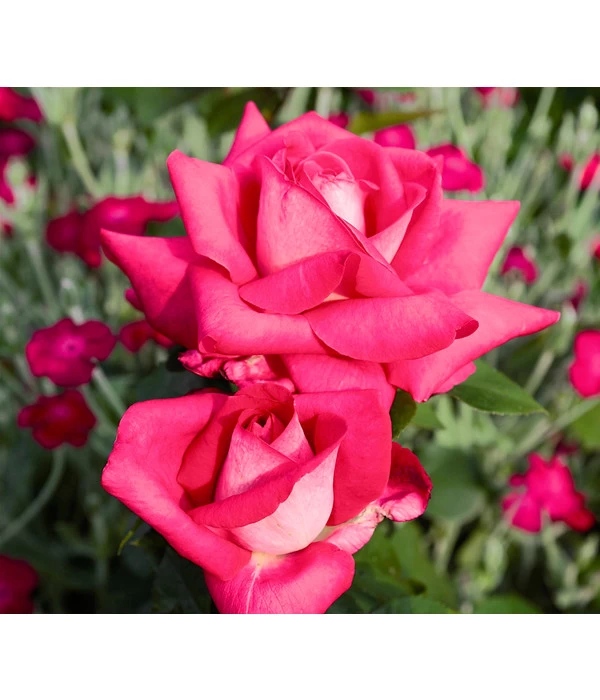 Edelrose 'Acapella®' 3 Edelrose 'Acapella®'