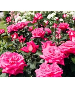 Edelrose 'Acapella®' 6 Edelrose 'Acapella®' -Pflanzenwelt Verkauf 7800675 BildFS 001 EdelroseAcapellaAcapella