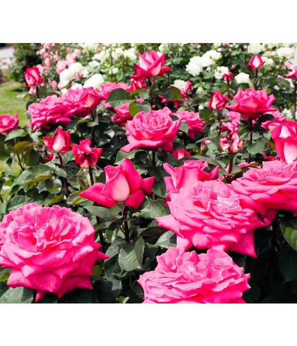 Edelrose 'Acapella®' 4 Edelrose 'Acapella®' – Bild 2