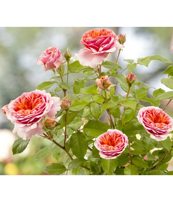 Duftrosen, Verschiedene Sorten 3 Duftrosen, Verschiedene Sorten