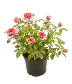 Duftrosen, Verschiedene Sorten 7 Duftrosen, Verschiedene Sorten -Pflanzenwelt Verkauf 7800782 WE FS 003 DuftrosenSorten5l