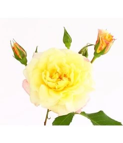 Kletterrosen 'Klettermaxe®' -Pflanzenwelt Verkauf 7801251 PR DE 001 KletterroseUrtyard5LiterKRMoonlightDehnerExpressHerzig