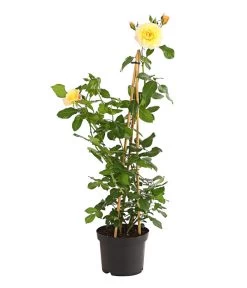 Kletterrosen 'Klettermaxe®' -Pflanzenwelt Verkauf 7801251 PR FS 001 KletterroseUrtyard5LiterKRMoonlightDehnerExpressHerzig