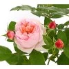 Edelrose 'Schöne Maid®' 1 Edelrose 'Schöne Maid®' -Pflanzenwelt Verkauf 7801459 PR DE 002 SchoeneMaid6LiterEdelroseDehnerExpressHerzig