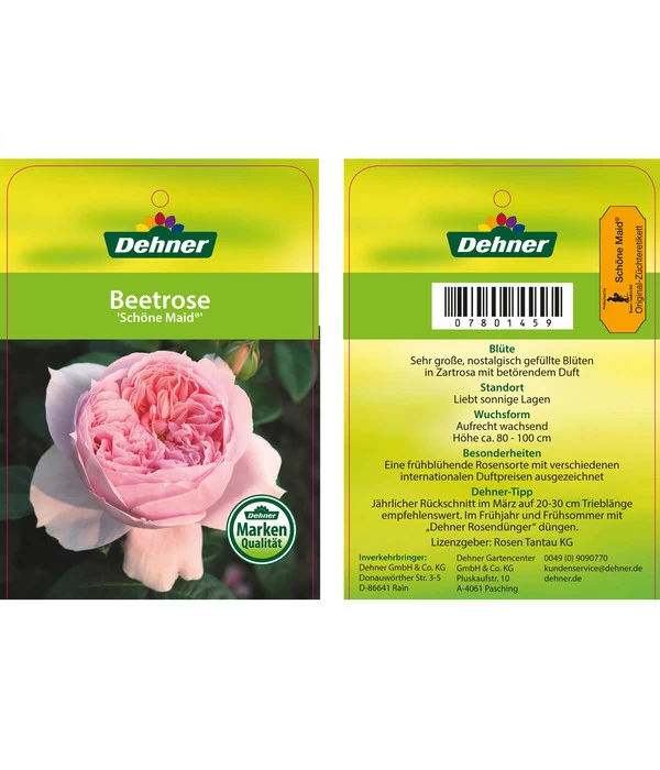 Edelrose 'Schöne Maid®' 4 Edelrose 'Schöne Maid®' – Bild 2